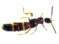 Aleochara ruficornis